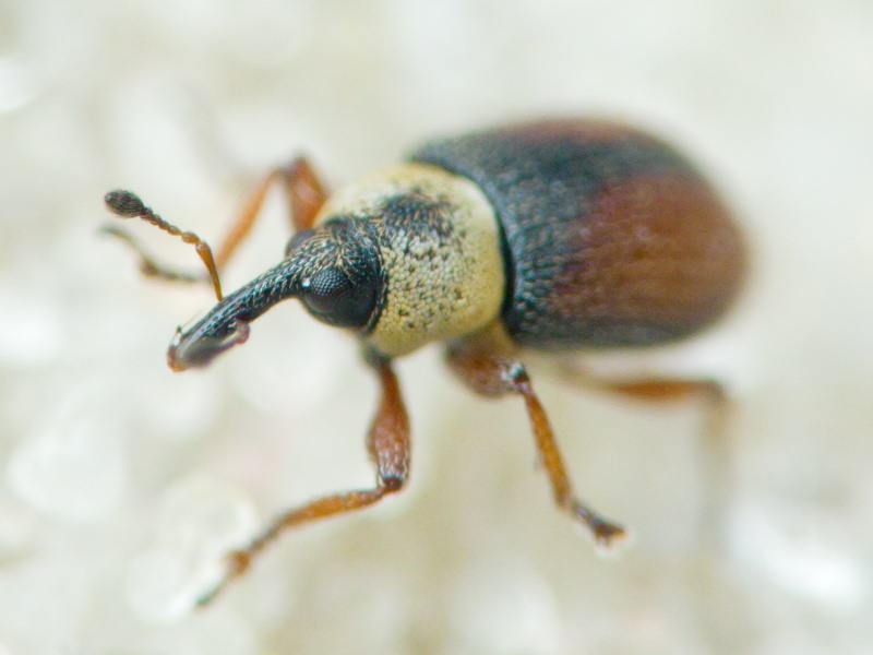 Gymnetron beccabungae Linnaeus, 1761